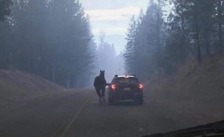 Anna White saves horse from Washington wildfire